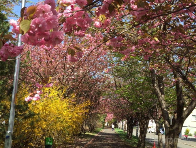 札幌恵庭自転車道路の桜