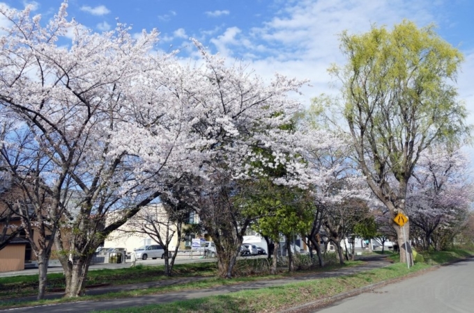 南郷通10丁目のさくら