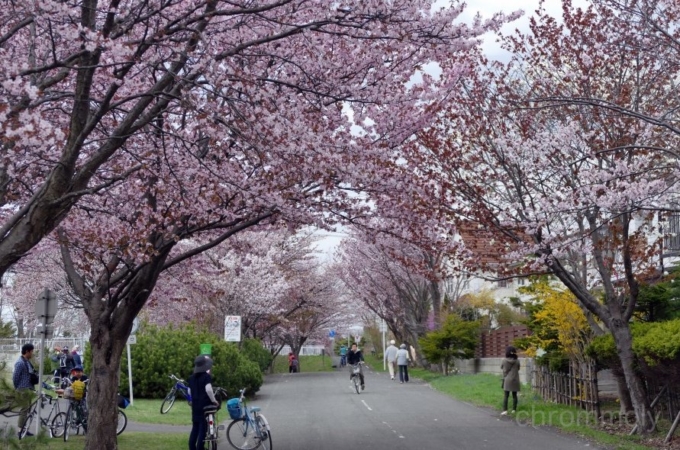厚別南公園6丁目付近のさくら