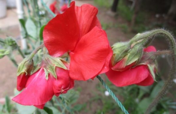 赤いスイートピー